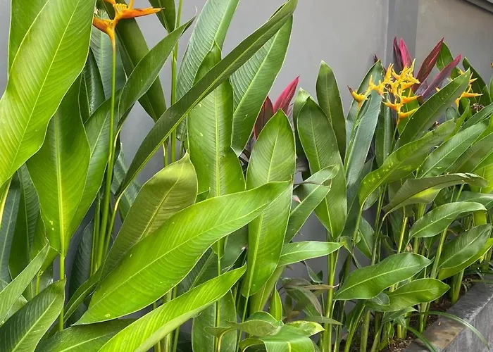 Ayu Legian (Bali)